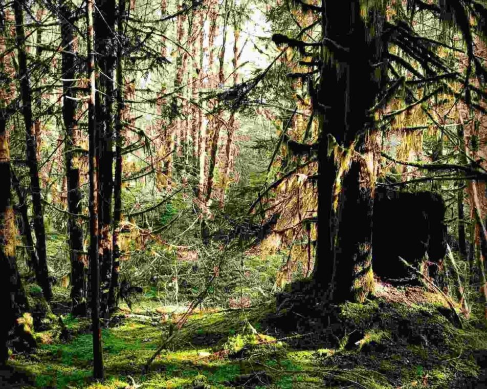 An illustrative archive photograph of a wooded area.
