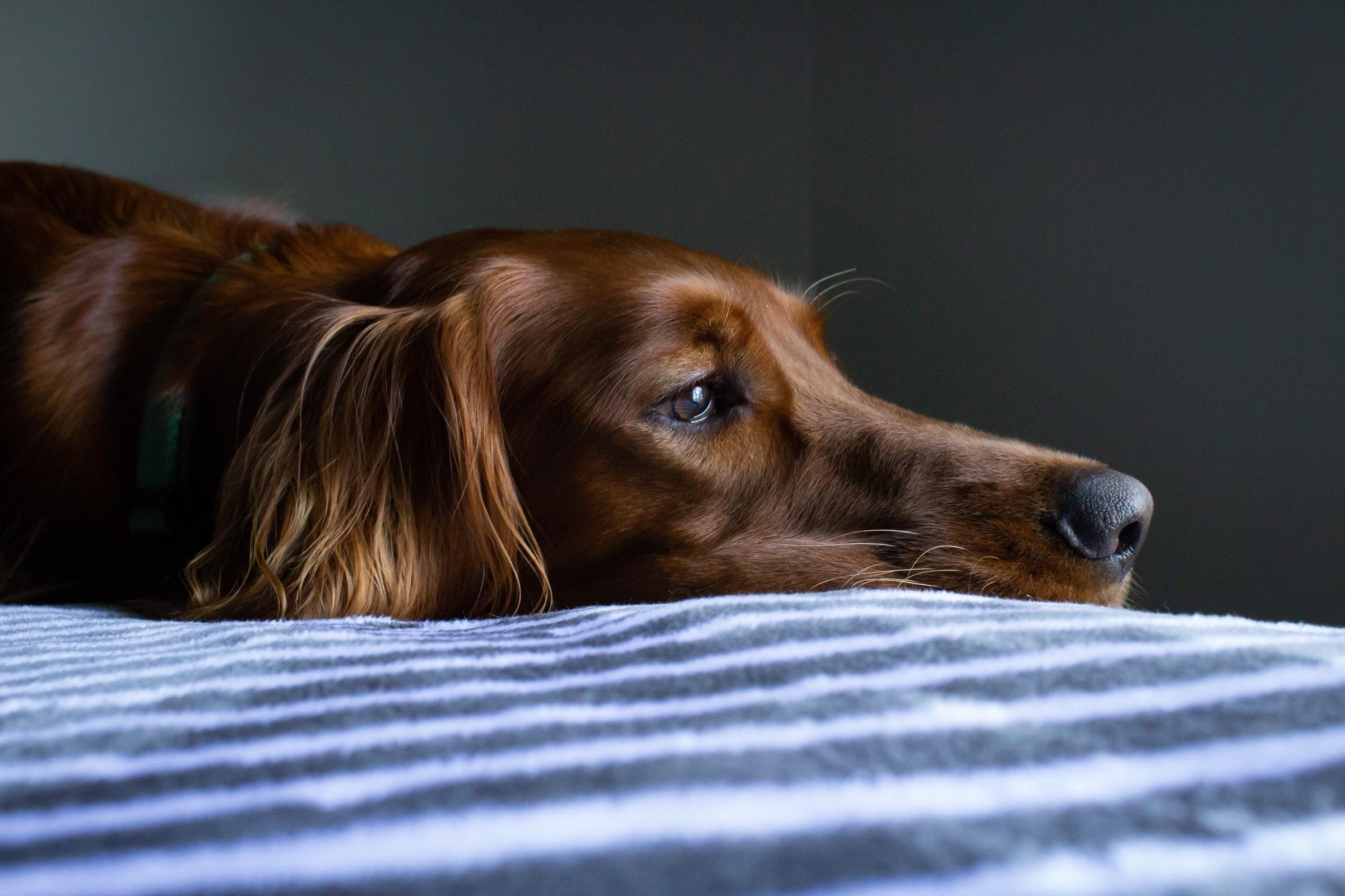 Dog resting its head on a bed