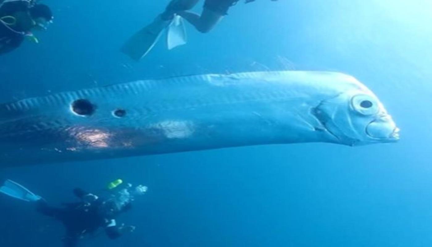 An oarfish with round marks along its body near divers underwater.