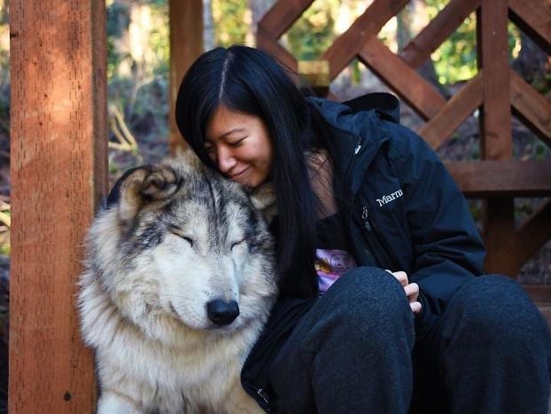 Visitor seated beside a large wolf