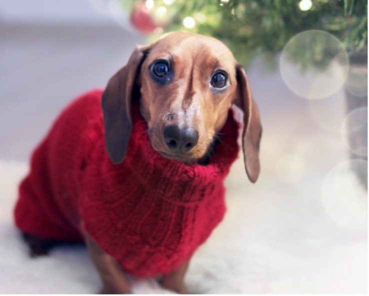 A small dog wearing a red knitted coat