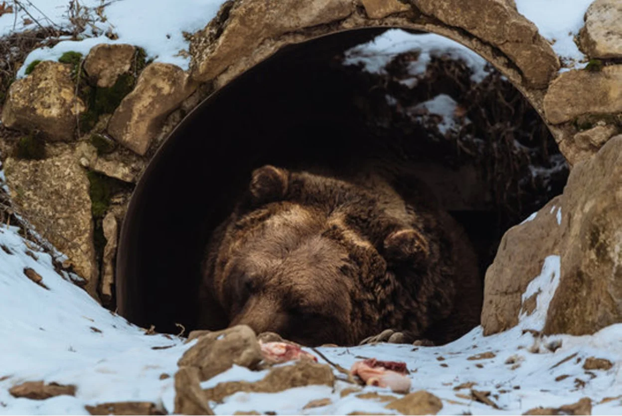 Large bear in a cave in the winter