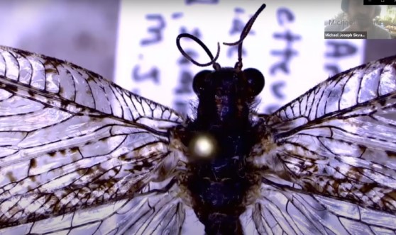Close view of a mounted giant lacewing in a source video still