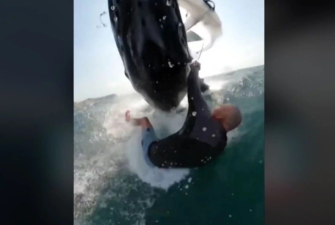 A man gets knocked off his surfboard by a whale in Sydney