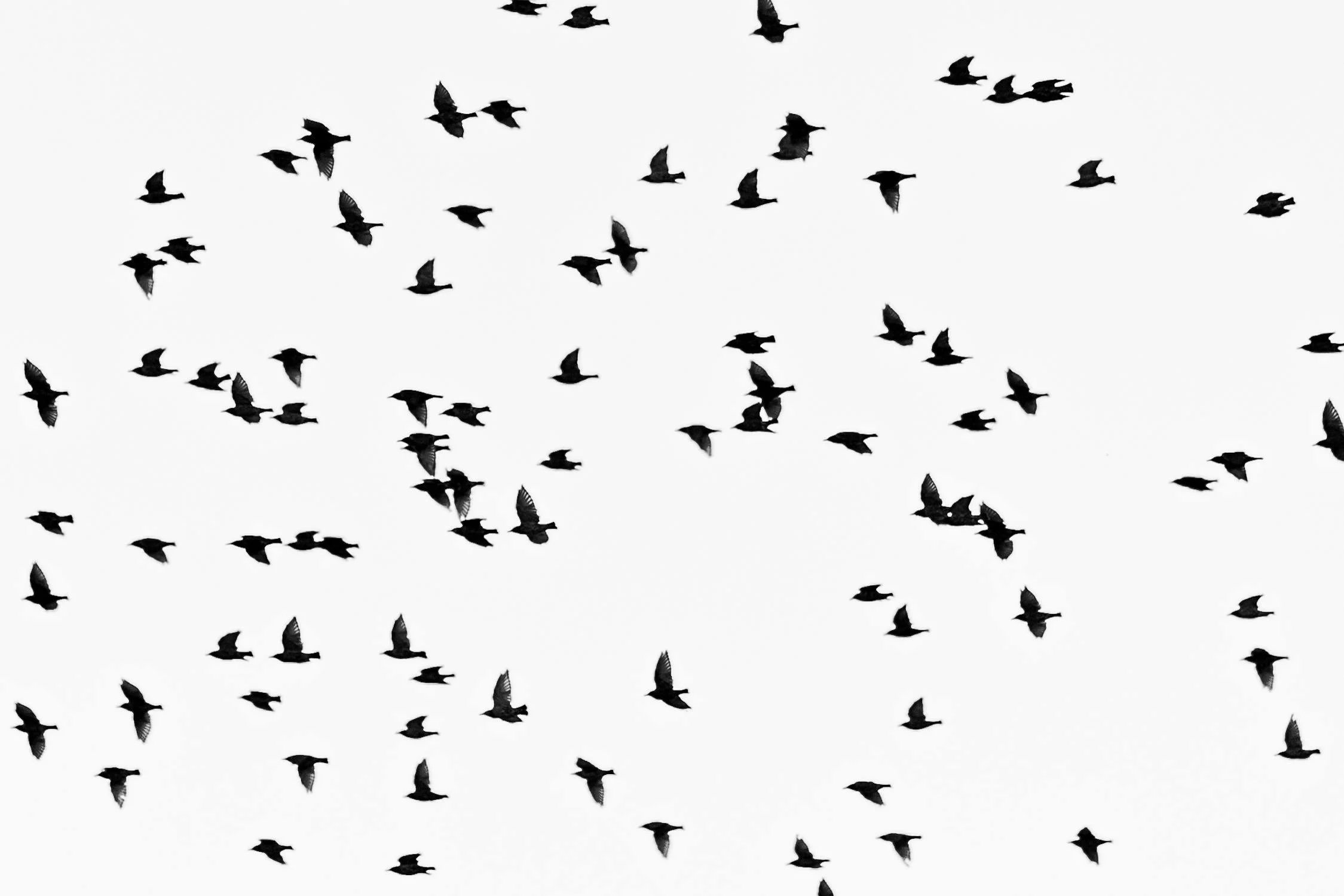 An illustrative flock of birds against a pale sky.