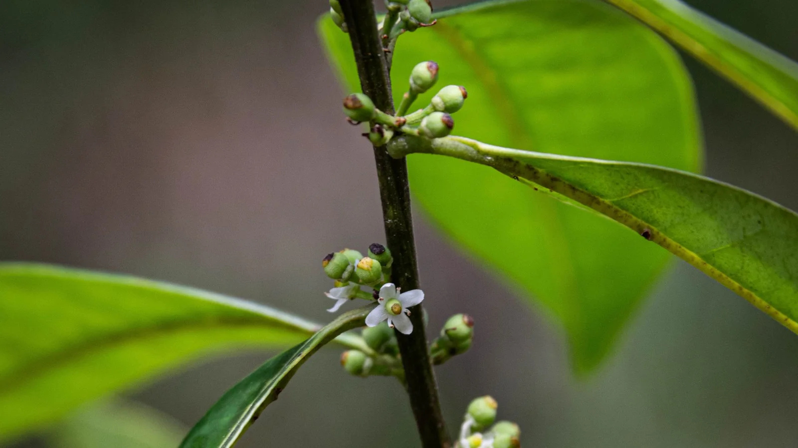 Close-up image of a Pernambuco holly branch, focusing on a small white flower surrounded by green buds and leaves