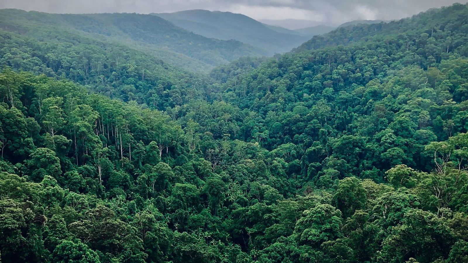 A panoramic view of a dense, lush forest with various shades of green