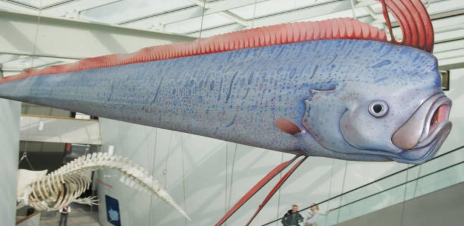 A display model showing an oarfish's red crest and elongated body.