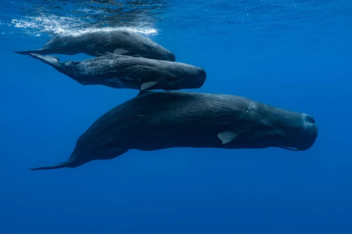 A sperm whale and two young ones swimming under the surface of the water in the Indian Ocean
