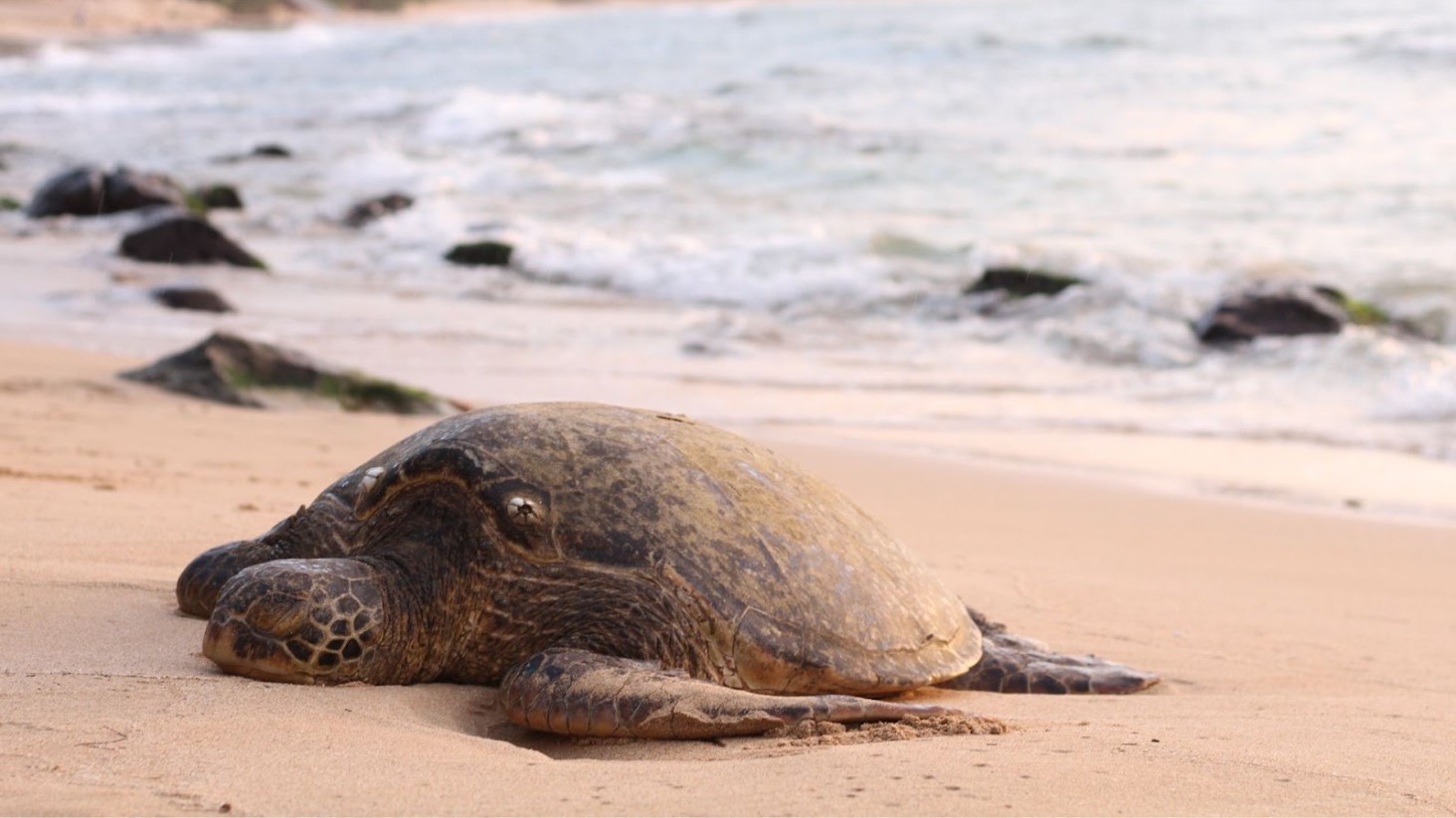 Illustrative photograph of a sea turtle resting on a beach.