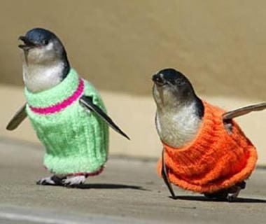 Two penguin figures wearing green and orange knitted jumpers.