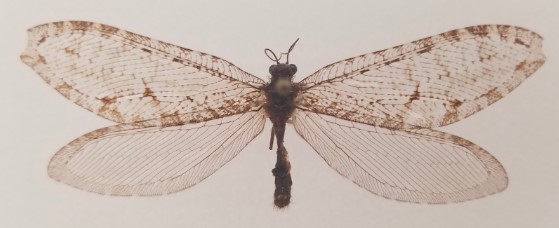 Mounted giant lacewing with broad mottled wings