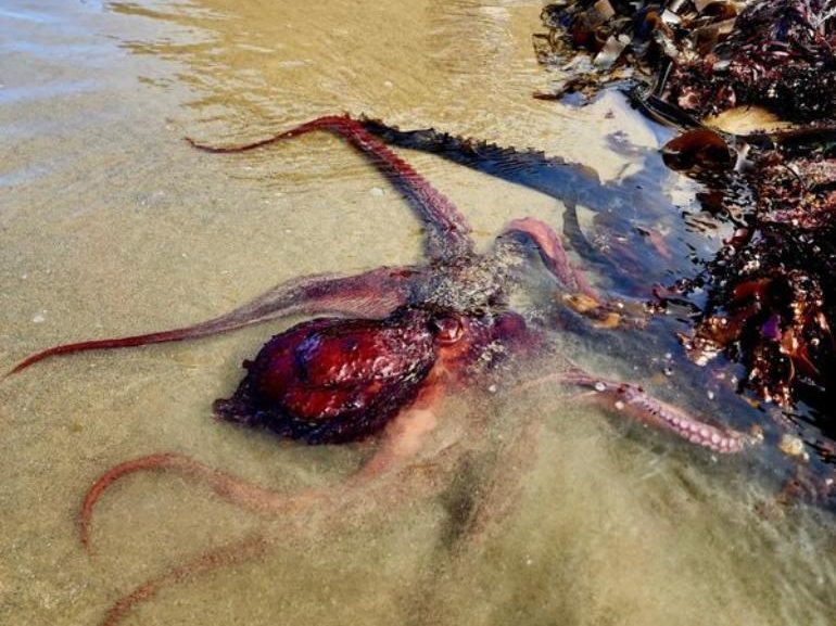 An HRAP-credited photograph of an octopus in shallow surf.