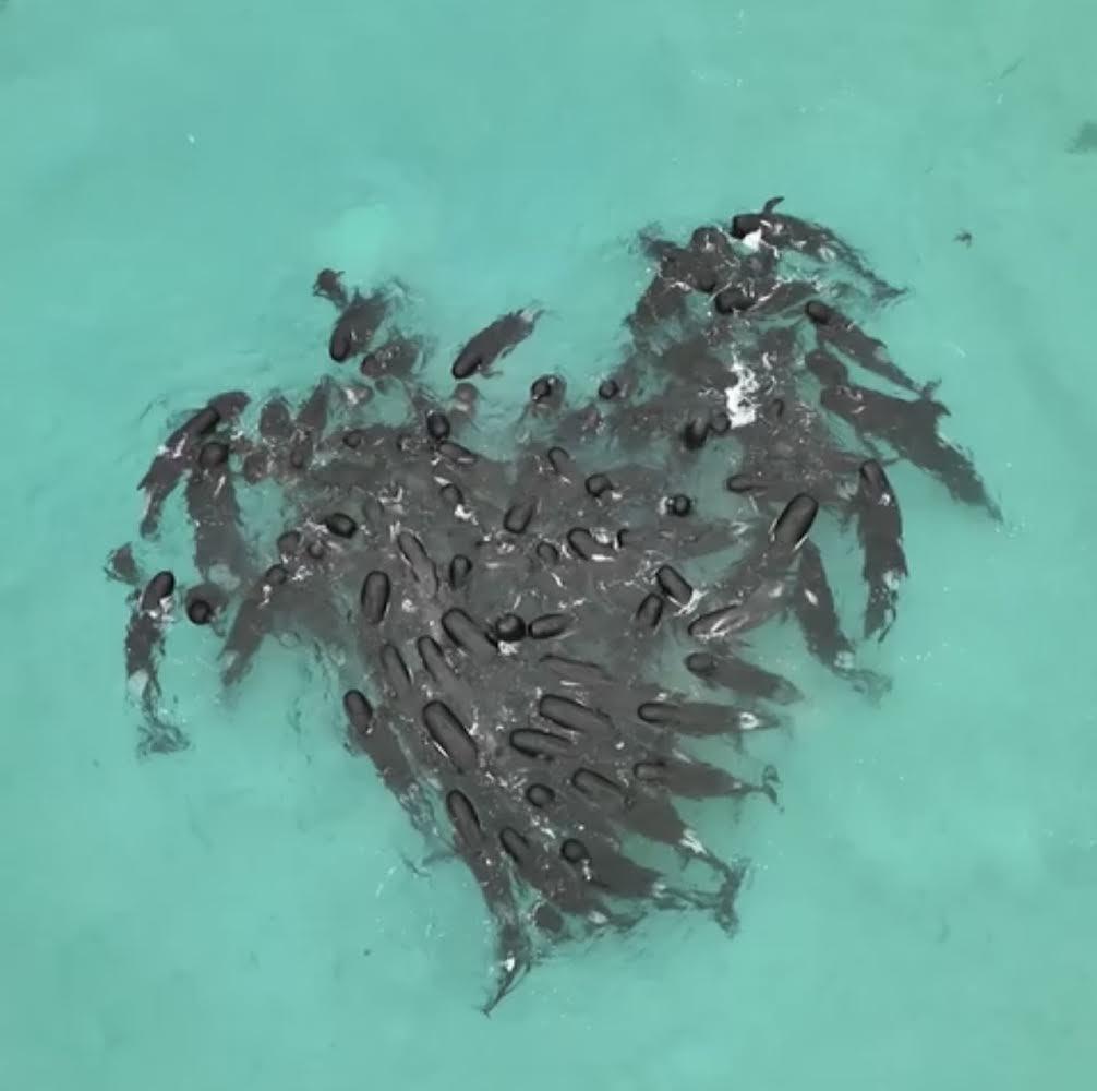 An aerial image of whales gathered in a tight, roughly heart-shaped cluster.
