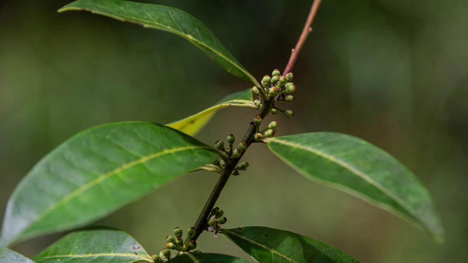 A detailed image of a Pernambuco holly branch showing green leaves and small undeveloped flower buds