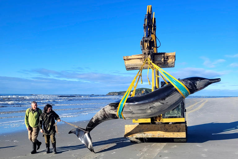 DOC archive photograph of a whale being lifted from a beach by machinery.
