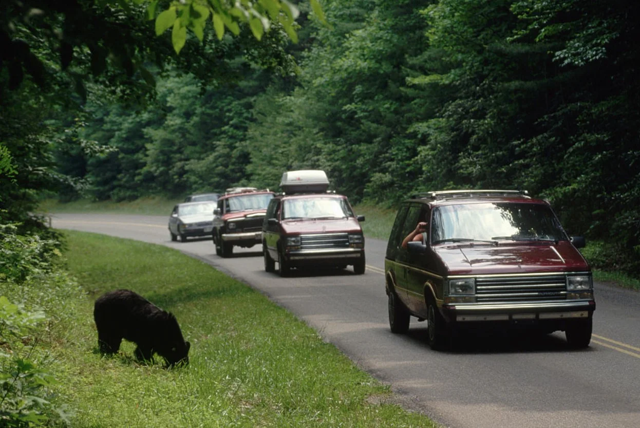 Cars drive by an American black bear in the Great Smoky Mountain National Park