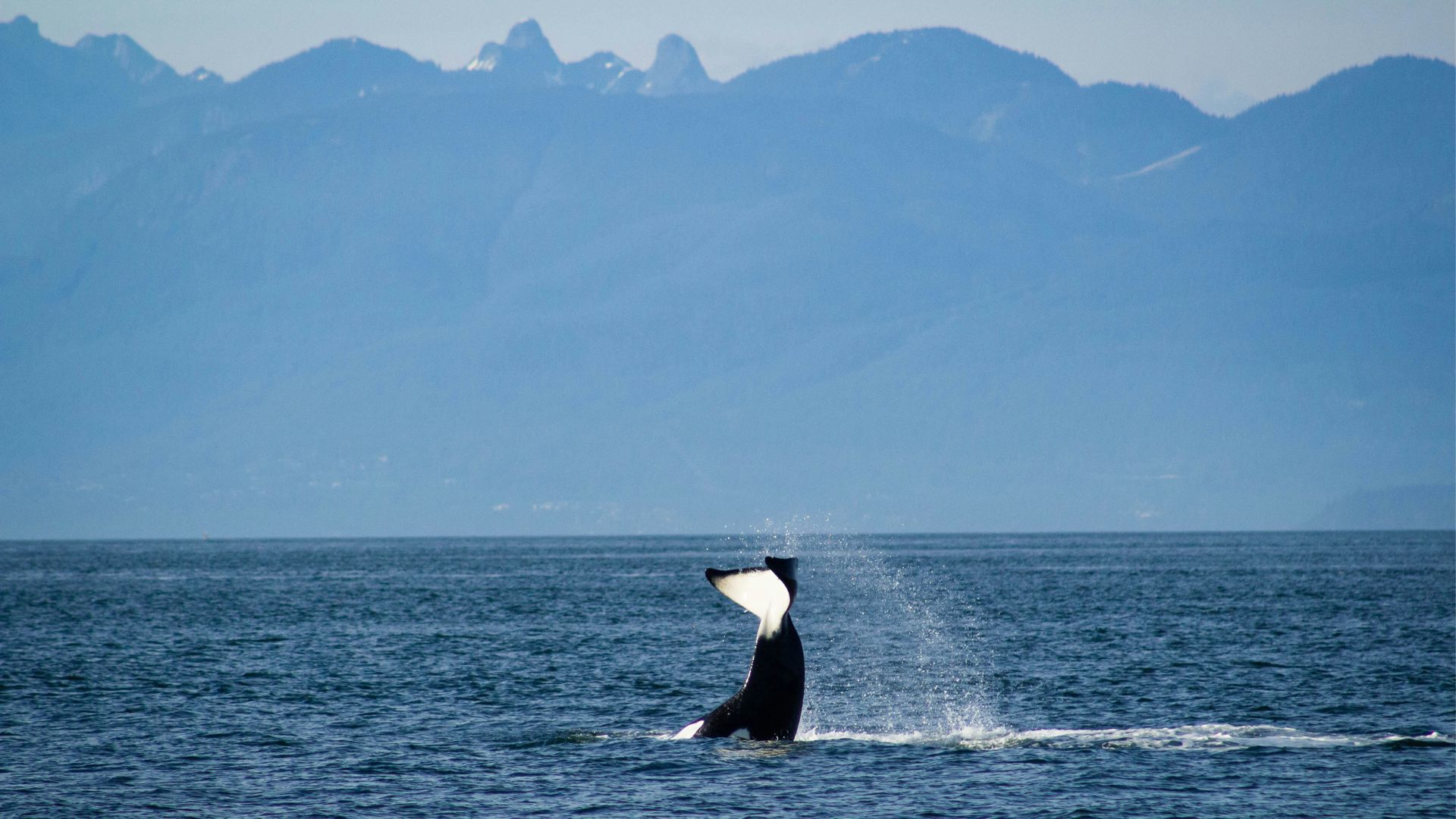 Illustrative whale-tail photograph off a mountainous coast.