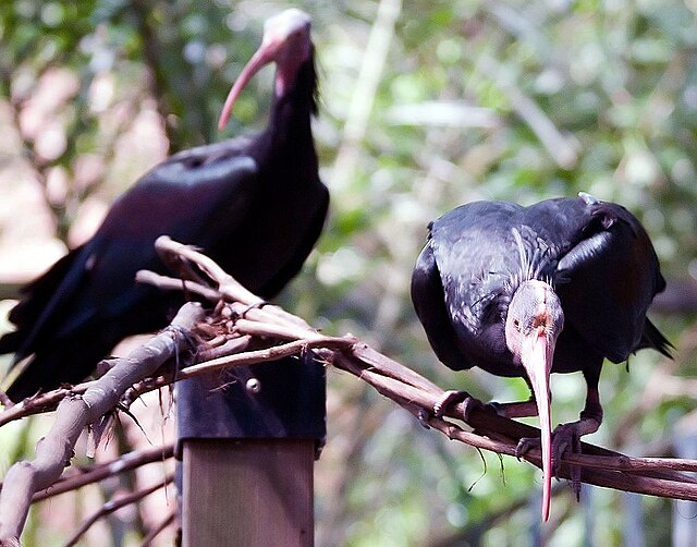 Two dark-plumaged ibises perched together on a branch.