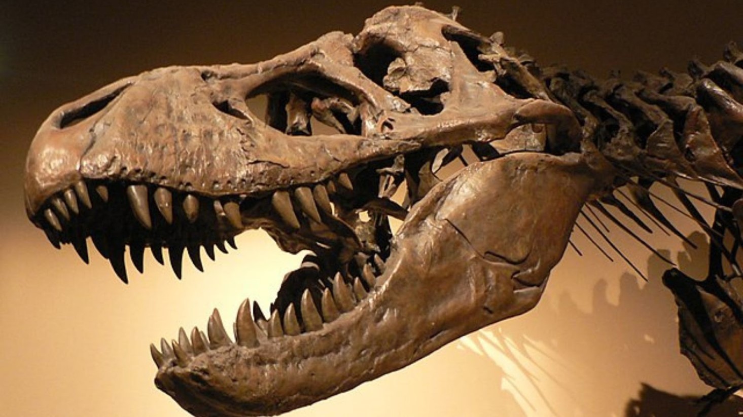 Illustrative photograph of a dinosaur skull on display.