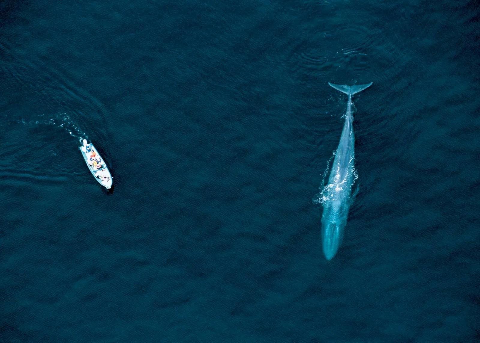 Illustrative aerial photograph of a whale beside a boat.
