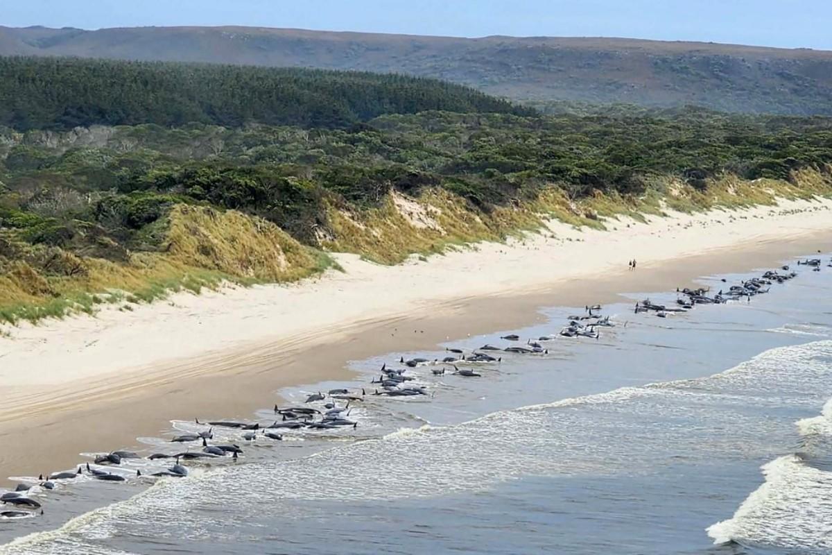Archive aerial photograph of whales stranded along a sandy beach.