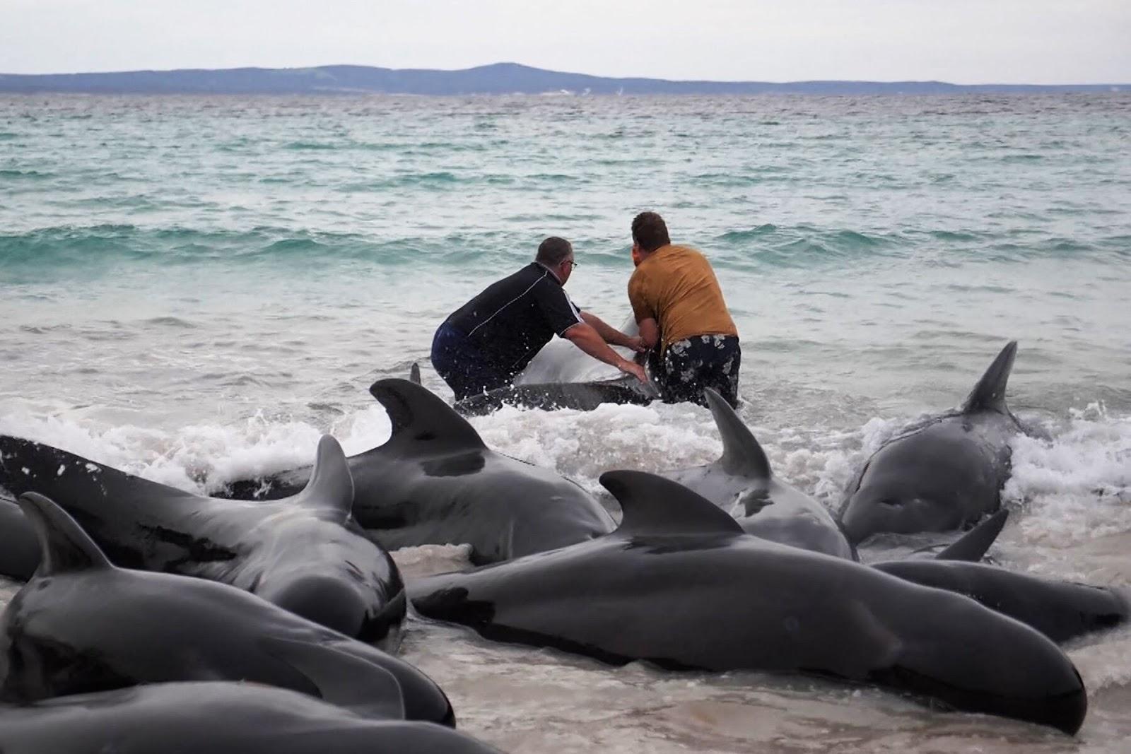 Archive photograph of people working among whales near the shore.