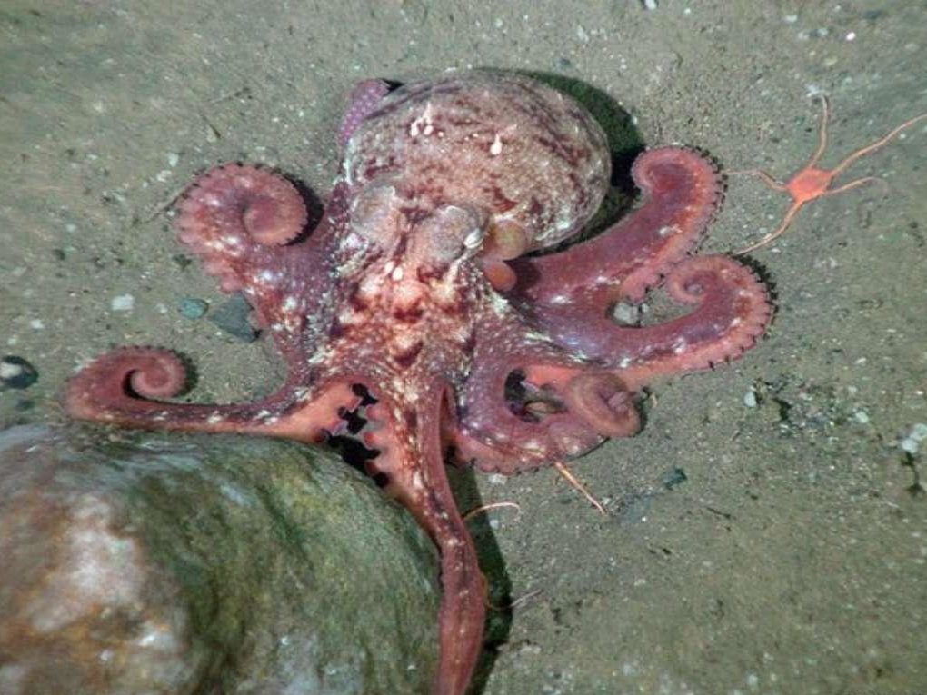 Illustrative underwater photograph of an octopus on the seabed.