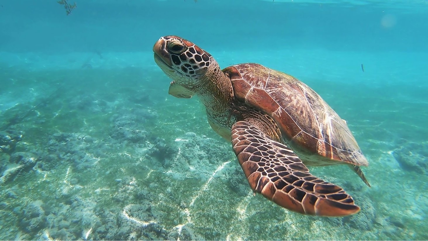 Illustrative photograph of a living sea turtle underwater.