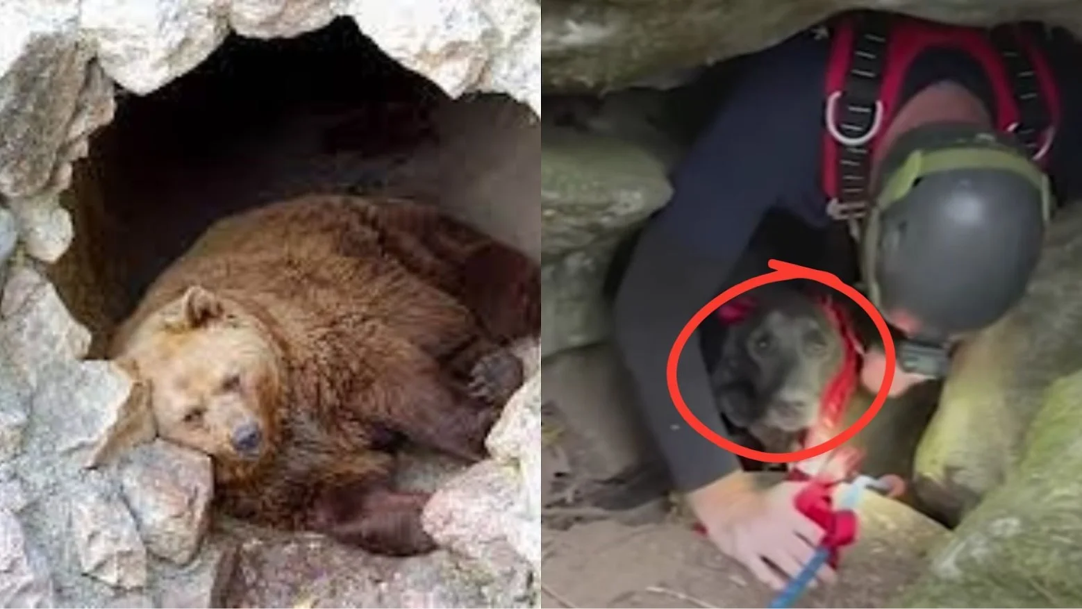 Bear in cave/Dog being rescued from a cave below ground