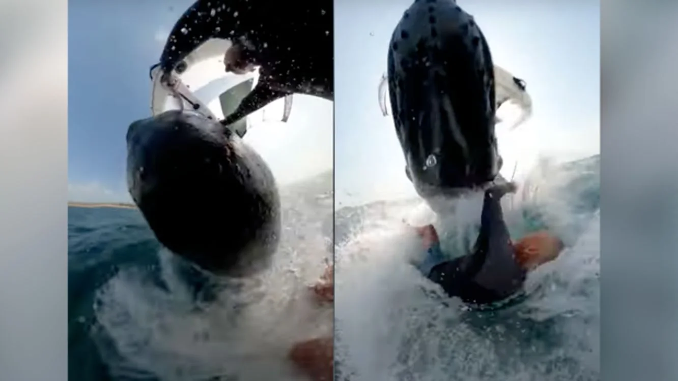Man gets slammed by a whale in Syndey’s Mona Vale Beach