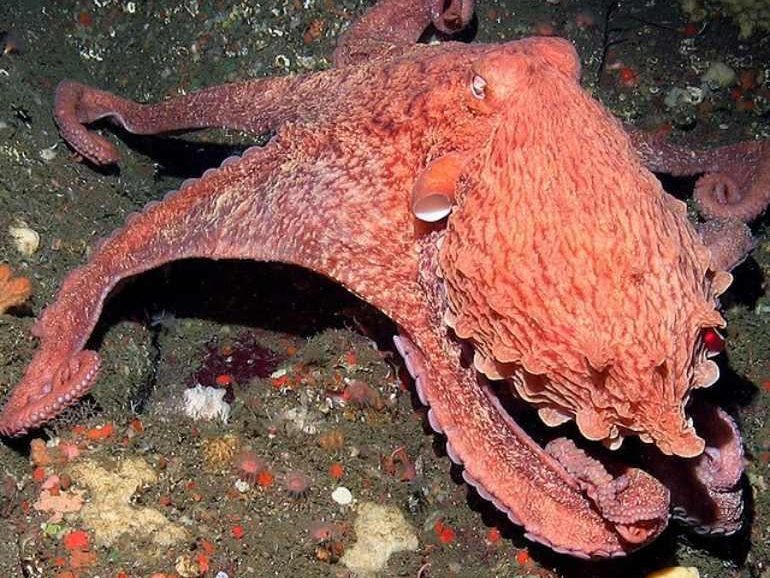Illustrative photograph of a red octopus on an underwater surface.