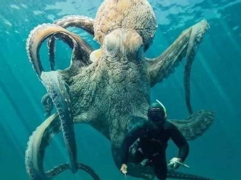 Illustrative underwater photograph of an octopus beside a diver.